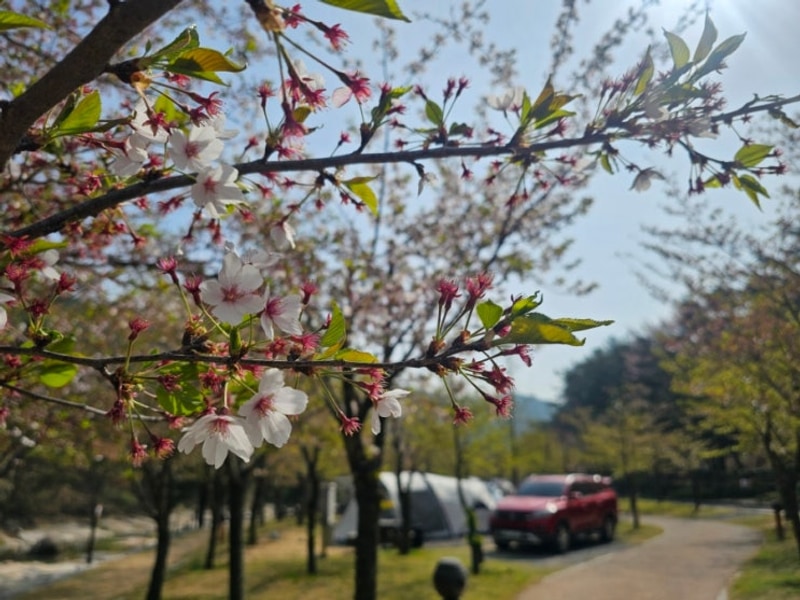 20250411~12 울주 작천정별빛야영장 캠핑..벚꽃이 없다..ㅠㅠ