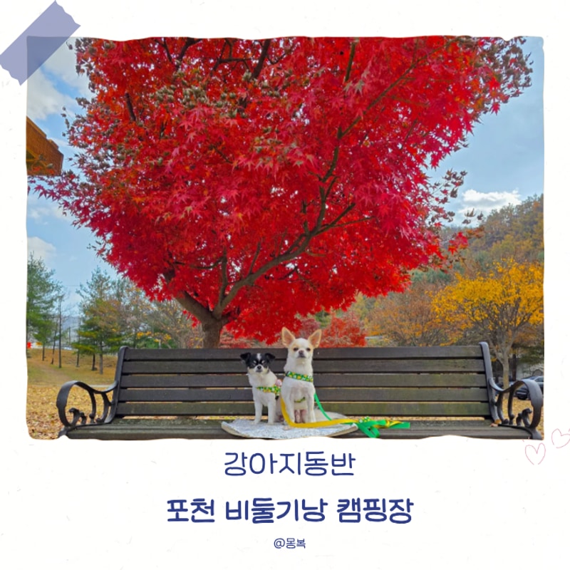 강아지 동반 [ 포천 비둘기낭 캠핑장, E1 / 2박3일 ] 6번째 캠핑