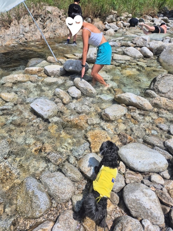 포천 도마치계곡 자연그대로 백패킹 전용 캠핑장 애견동반