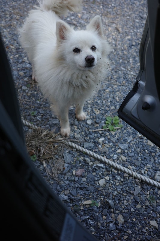 #056 영월 숲 속의 작은 집 캠핑장