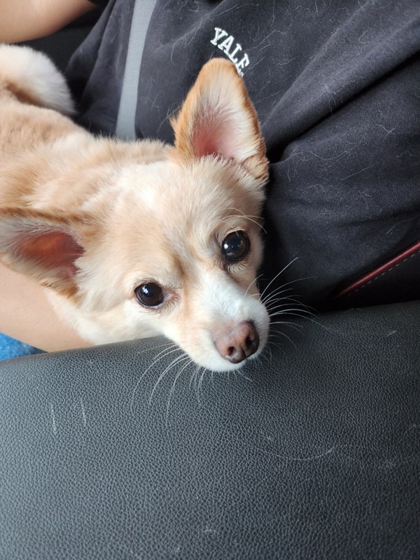 내돈내산 청주 멍글멍글 펫글램핑 국견출입금지?!