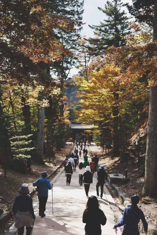 가야산 치인 야영장 1박2일 캠핑, 해인사 단풍, 팔만대장경...