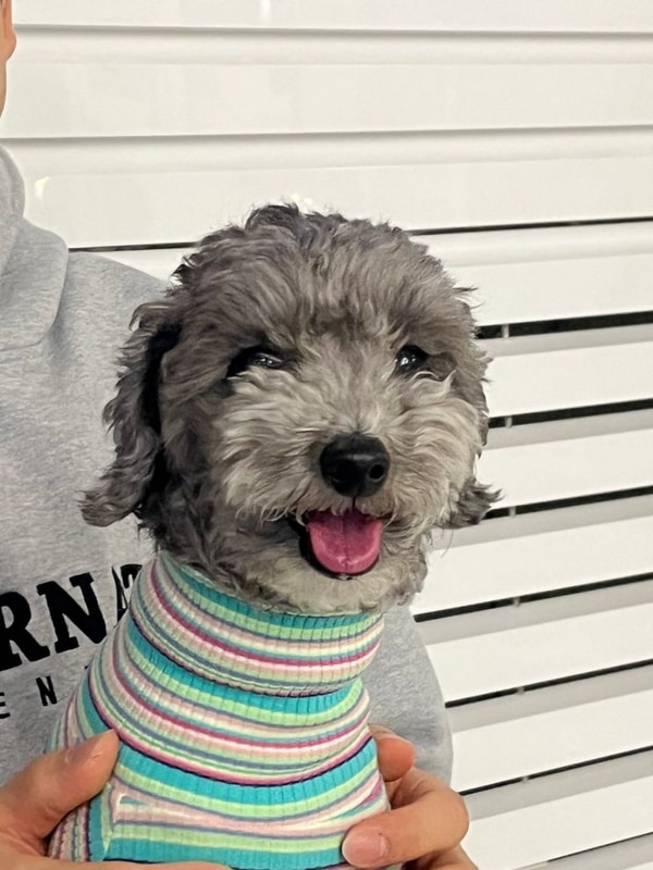 [아산 여행] 재리캠핑, 애견동반 캠핑장, 봉재저수지