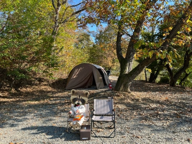 캠핑11월] 파주 느티나무 그늘아래 캠핑장 / 주말 / 1박...