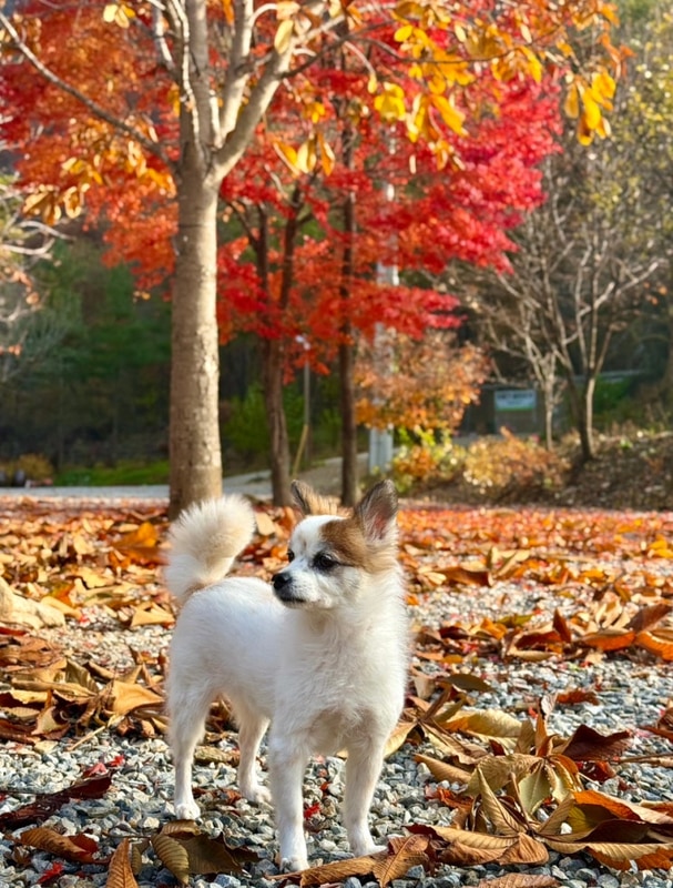 경북 문경 애견동반 가을 캠핑 [리우 캠핑장]