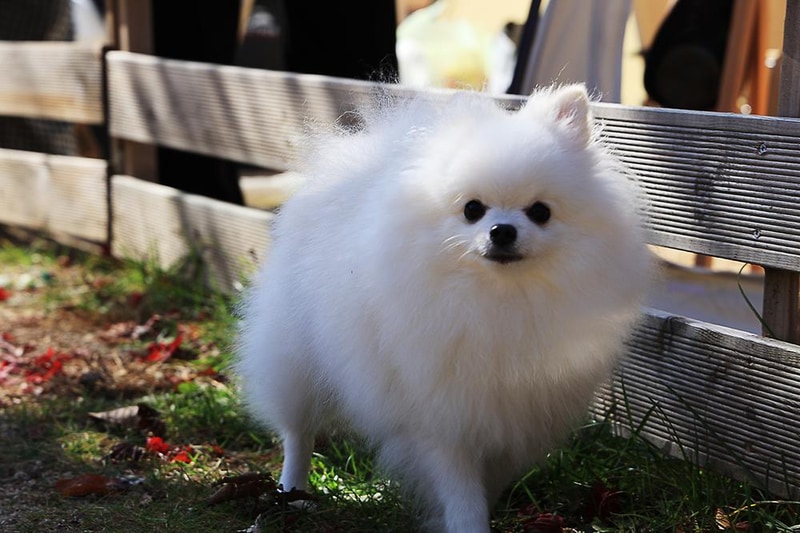 위드독스in포천 시설 사진 15