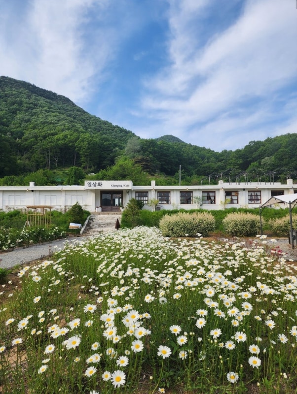 보은 / 미술관과 글램핑이 있는 일상화 카페