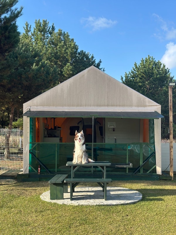 [태안] 파라독스 애견 펜션 돔 글램핑장, 오토캠핑장 방문 후기