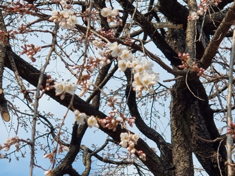 [괴산/괴강관광농원캠핑장] 조용하게 힐링하기에 좋은 이 곳~