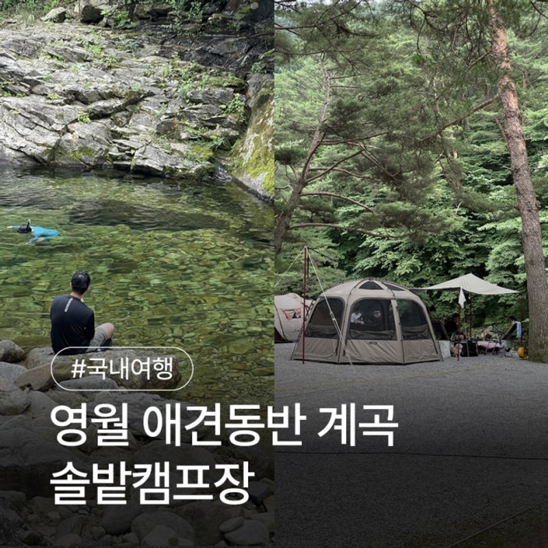 영월 법흥계곡 애견동반 캠핑장 I 솔밭캠프장 (ft.캠핑클럽)