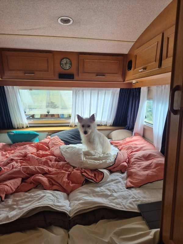 [애견동반 캠핑장] 횡성 자작자작 캠핑장 / 8kg 강아지 카라반...