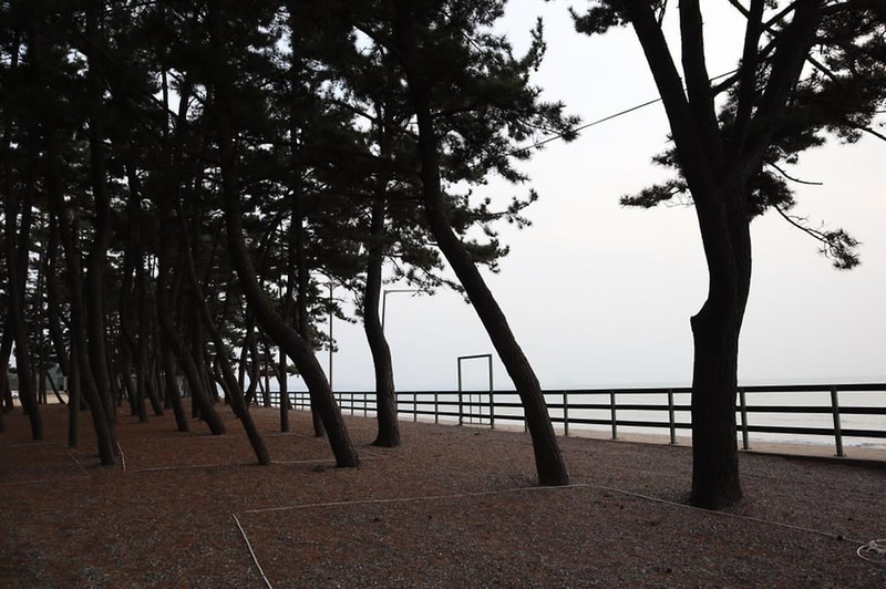 몽산포오토캠핑장 2구역 시설 사진 22