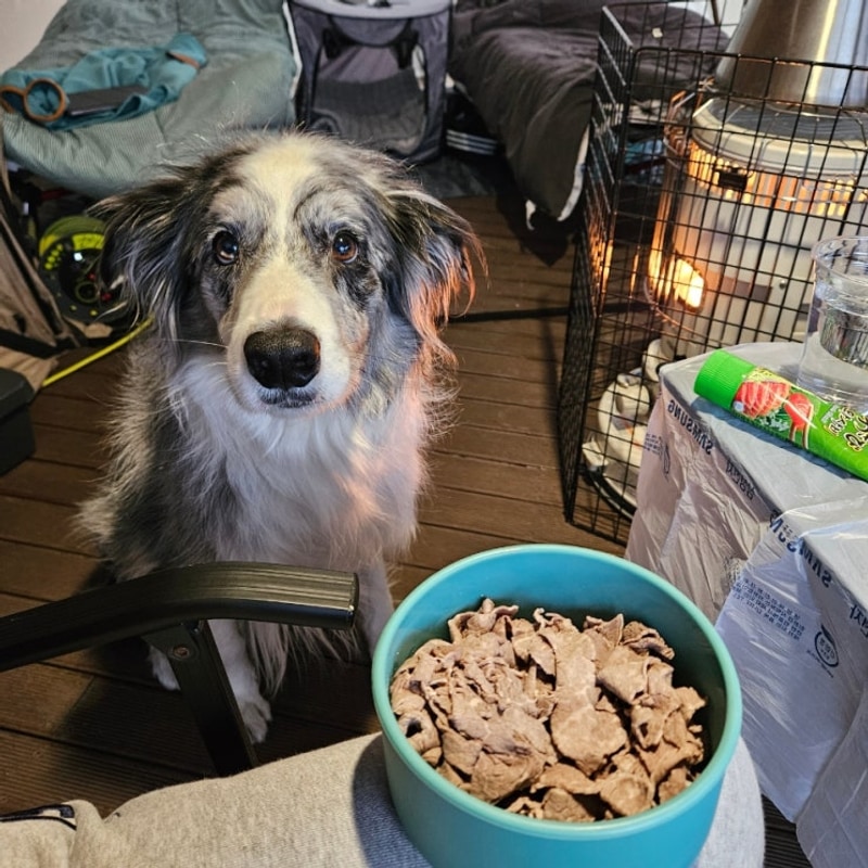 평창국민여가캠핑장 2박 3일_애견 동반 대형견도 가능