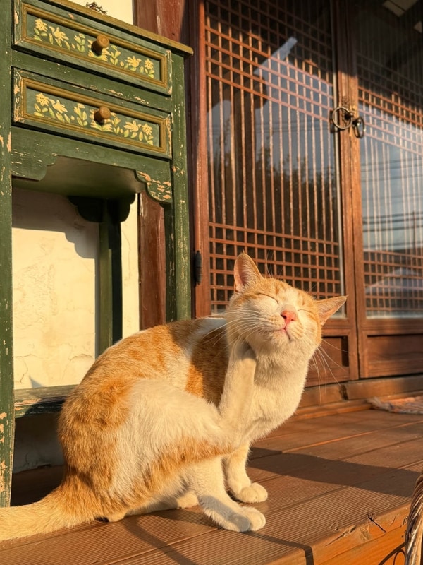 [경상도/밀양] 밀양패밀리오토캠핑장 방갈로 오렌지동 벚꽃캠...