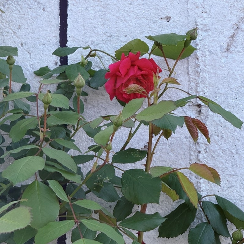 연휴이야기│흙될몸│2박3일 캠핑⛺️│나주 자연애스토리