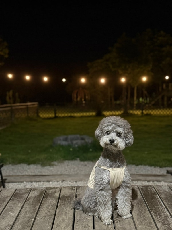 장흥 땡땡이글램핑