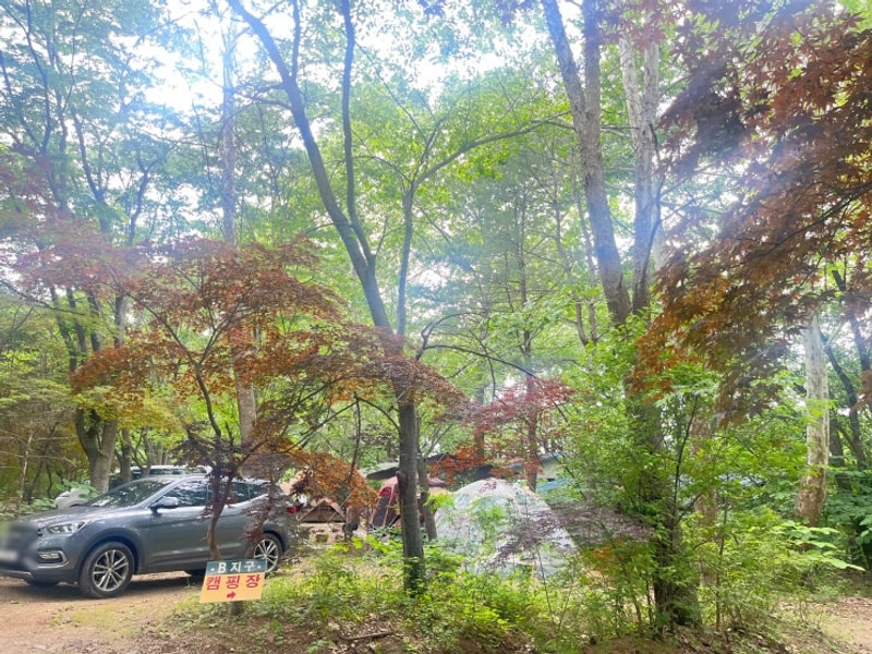 연천] 평화강변 수목캠핑장 _ 아이들과 갈만한 캠핑장