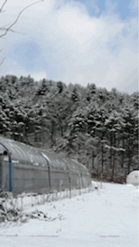 경기도 양평 24년 첫... 힐링하고 왔다요  "에코이글루 글램핑"