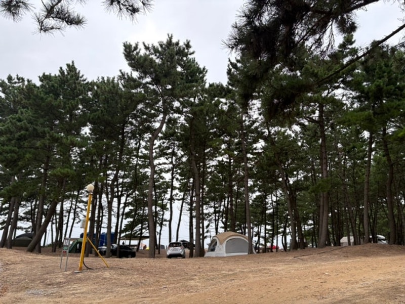 태안 구례포 석갱이오토캠핑장 솔직후기 (애견동반 대하캠핑)