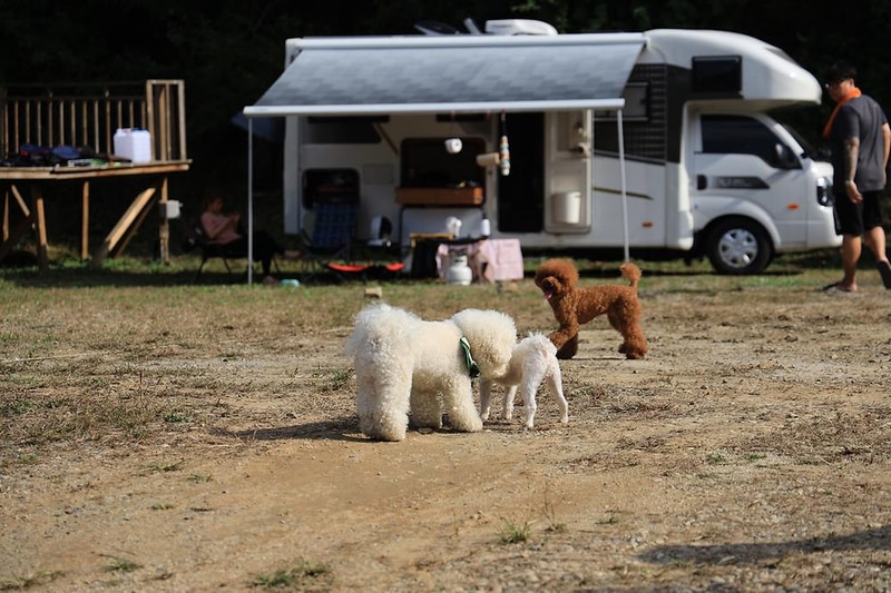 링크독 애견캠핑장(Link dog 애견캠핑장) 시설 사진 20