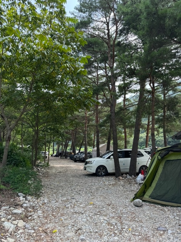 강원도 인제 용대리 솔밭야영장 그늘 많은 계곡 캠핑장 추천