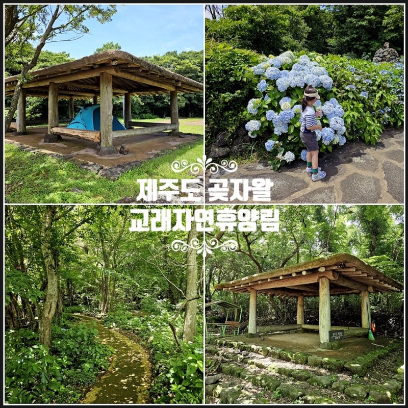 제주도 캠핑장 제주 교래자연휴양림 야영장 캠핑 시설 곶자왈...
