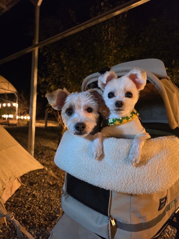 경기도 포천시 다호 캠핑장 (첫번째 호화 캠핑장)