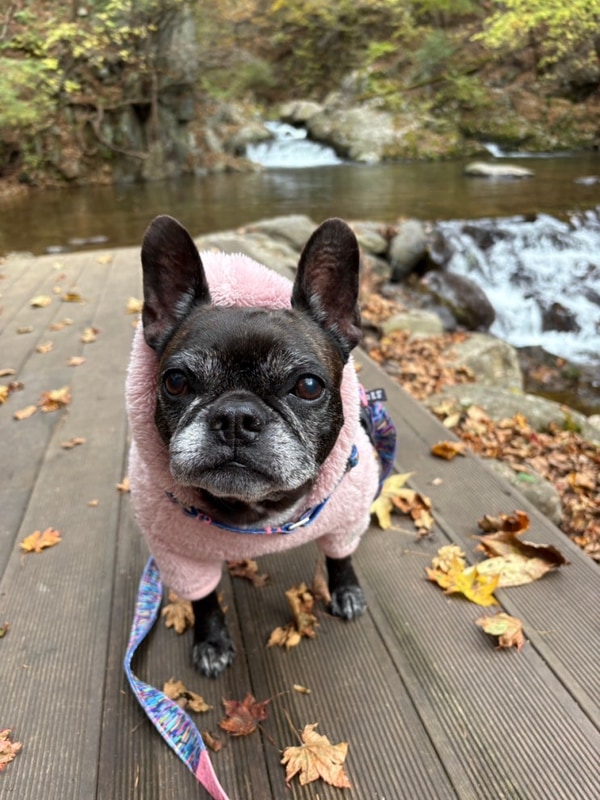 가을 캠핑 평창 애견동반 초보캠퍼의 휘게포레스트 C3 후기