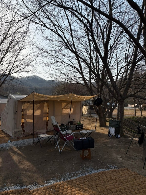 용인 반딧불캠핑장 벚꽃캠핑 눈물의 실패후기 벚꽃명당 추천
