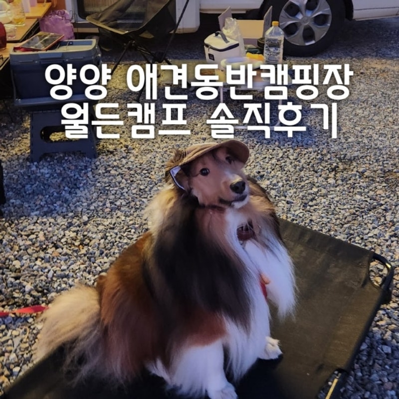 강원도 양양애견동반캠핑장 월든캠프 솔직후기