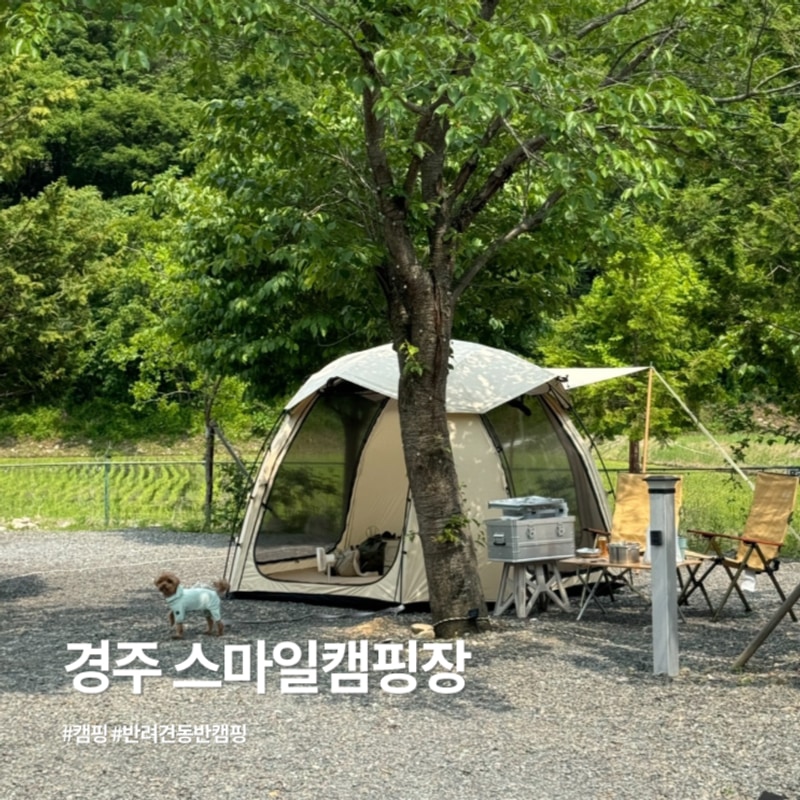 경주 스마일캠핑장 애견동반 캠핑장 B4 후기
