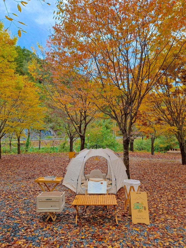 가을 단풍 캠핑 명소 강원도 영월 약수터 오토 캠핑장솔로 차박...