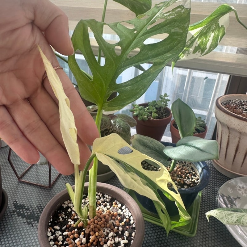 로페랑 단둘이, 용인 에버오토 캠핑장 첫 캠핑 마무리