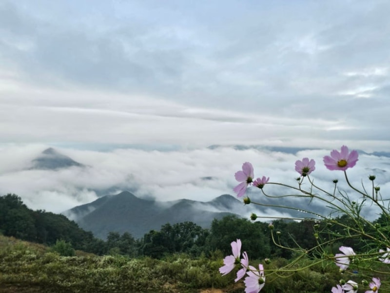 20251007~8 운해맛집..군위 바람이좋은저녁 캠핑