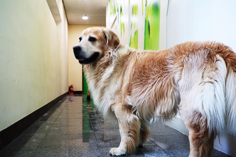 라이프위드도그 시설 사진 12