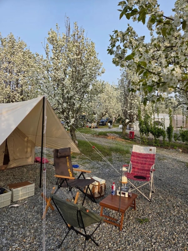 배꽃이 만발한 예산 팜앤투어 캠핑장