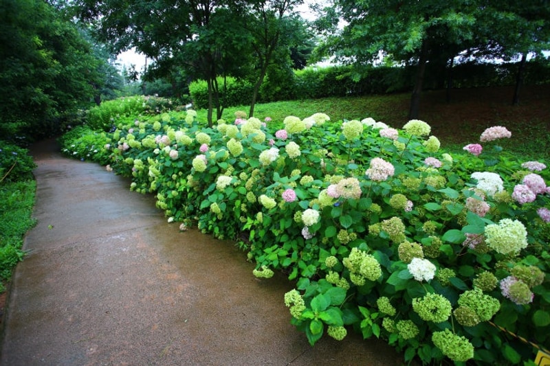 가볼만한곳 , 평택 내리문화공원 피크닉 캠핑장 , 수국축제...