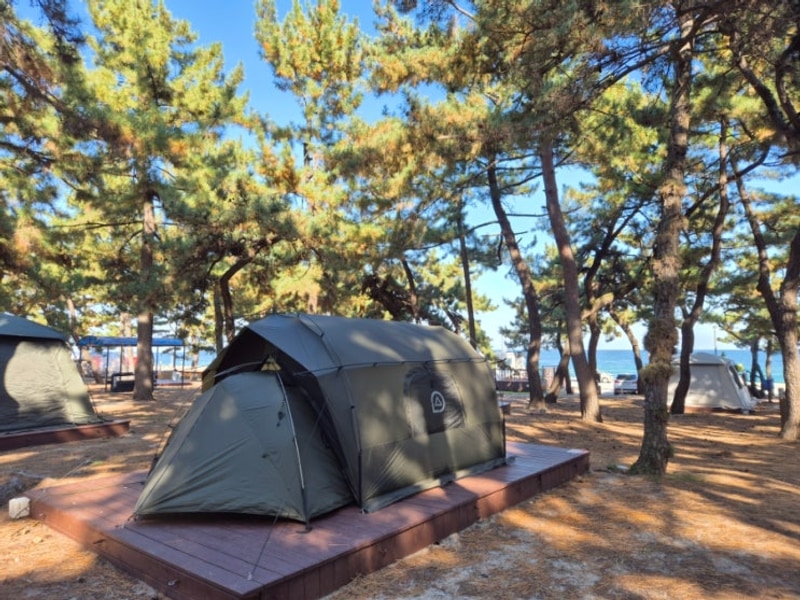 (2025-11월 3주) 연곡해변 솔향기캠핑장