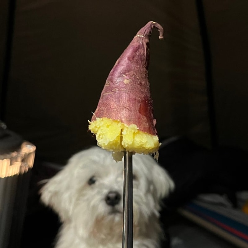 캠핑일지 | 강원도 횡성 애견동반 캠핑장 "자작자작 캠핑장"