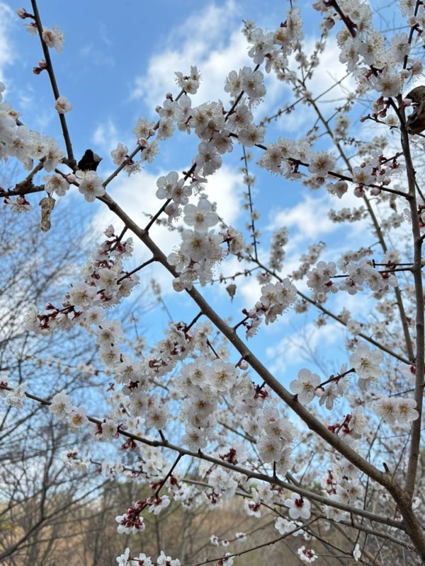 봄캠핑은 벚꽃캠이지 홍천 산으로캠핑장