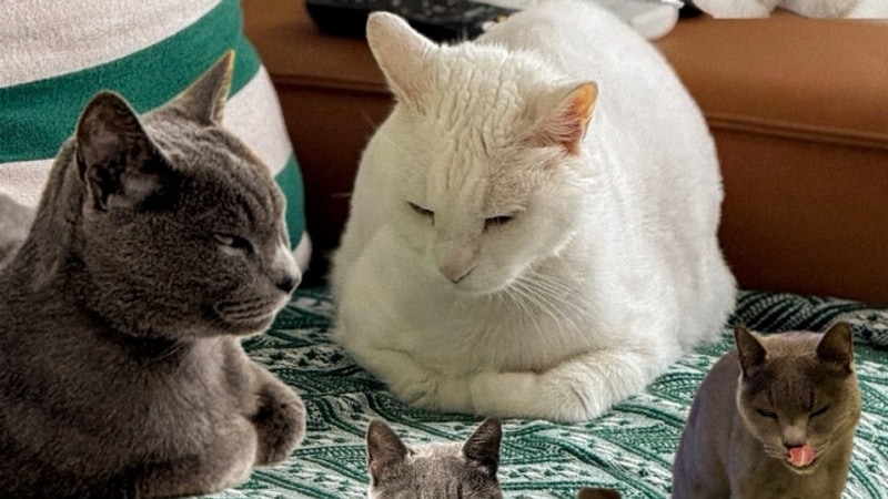 나의일상기록 구미계곡 금오산야영장 로니의 레츠댄스