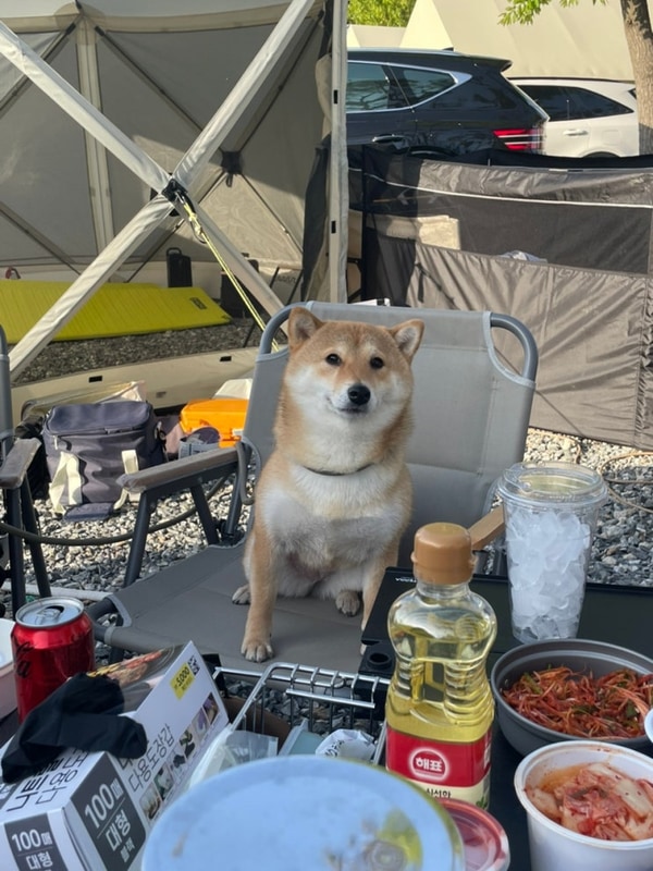 충청도 아산 캠핑장 애견동반 가능 키즈 놀이터 있는 재리캠핑