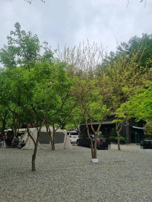 계곡이 있는 대전근교 충북 괴산 타닥타닥캠핑장 내돈내산 후기