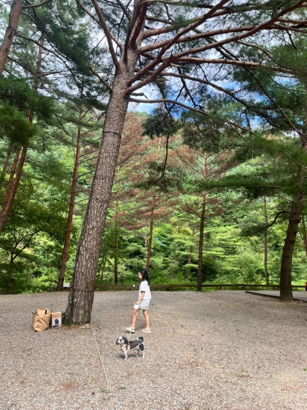 여름캠핑- 강원도 홍천 물가솔솔캠핑장