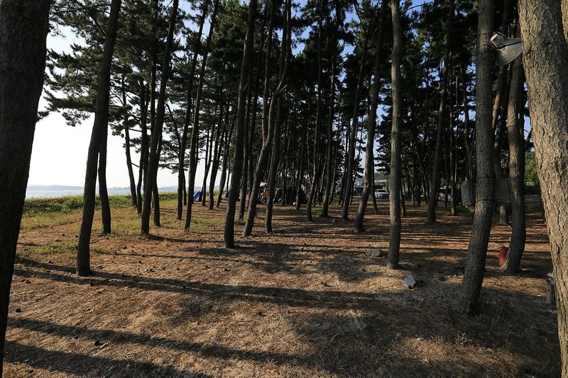 백사장사계절 숲속야영장 시설 사진 12