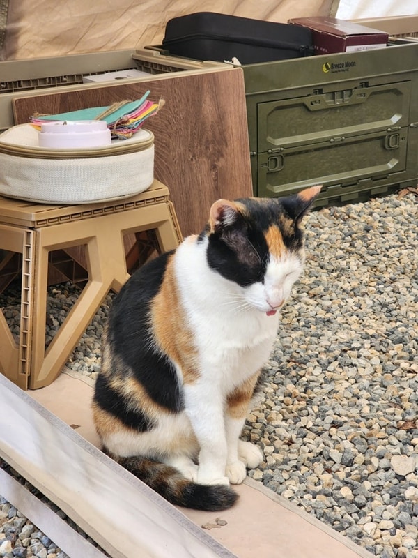 [캠핑] 단풍절정 산속 캠핑장 : 금오산힐링캠프, 고양이와...