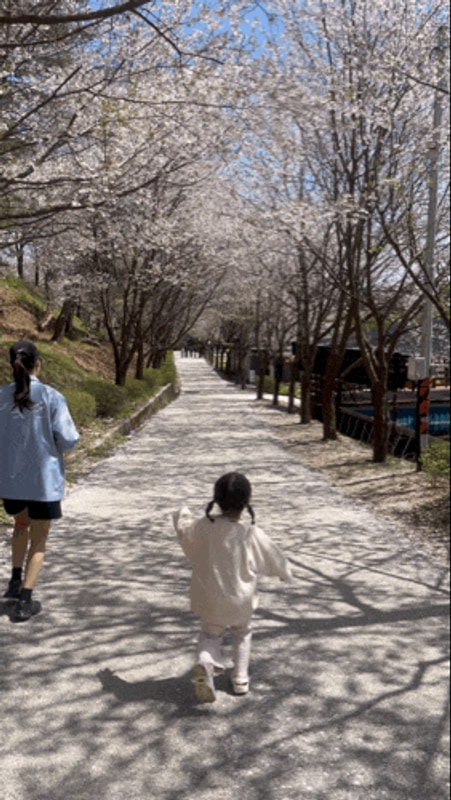 벚꽃 캠핑 포천 애견 동반 가래골 농원 캠핑장 (25.4.19~4.20)