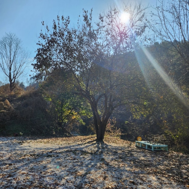 캠핑:) 가을의 끝자락 마지막 단풍 구경을 포천그린별캠핑장에서
