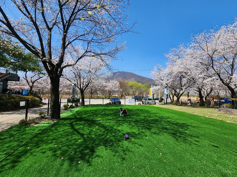 펫밀리애견파크타운 시설 사진 3