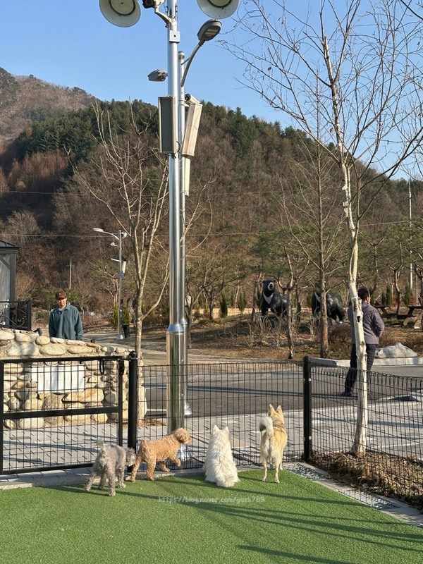 가평 :: 아워포레스트, 애견동반 글램핑 두번째 방문